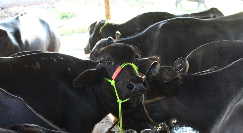 दुधारू भैंस की नस्ल